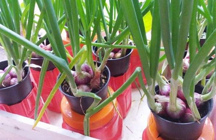 bawang dalam pot