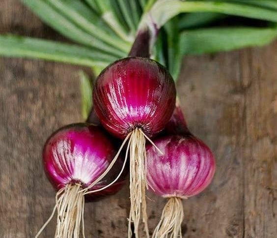 Tips sukses budidaya bawang merah