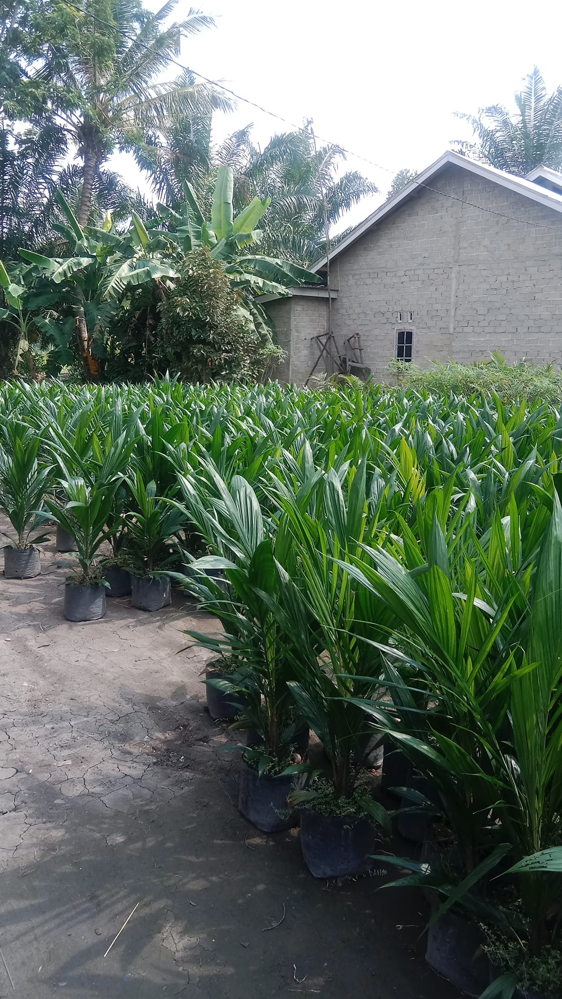 bibit tanaman sawit