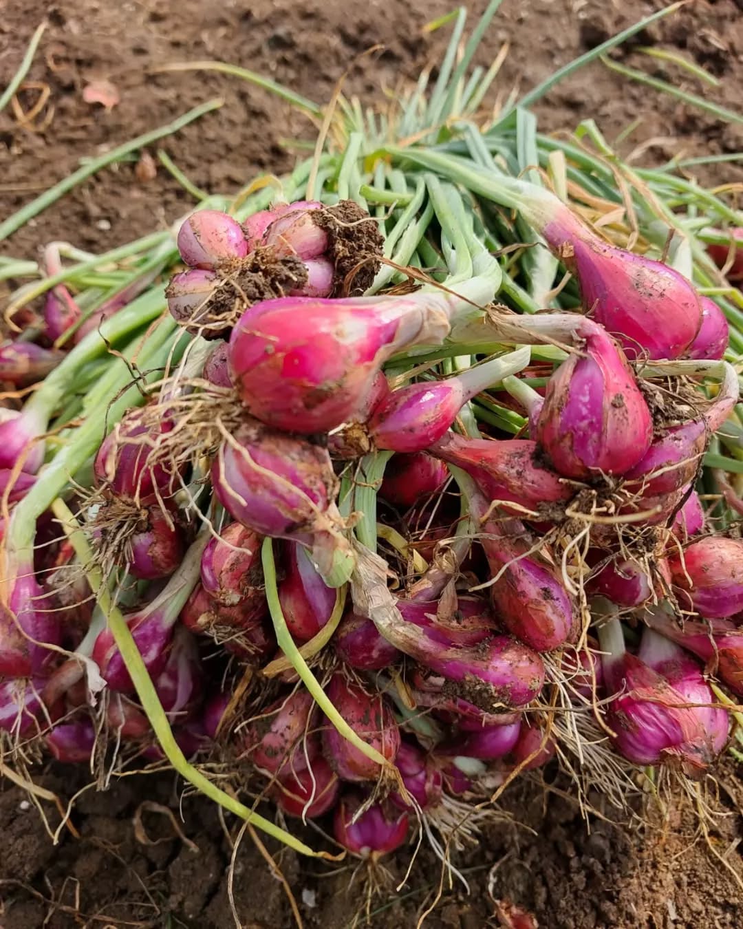 Petani Untung, Harga Bawang Merah Naik