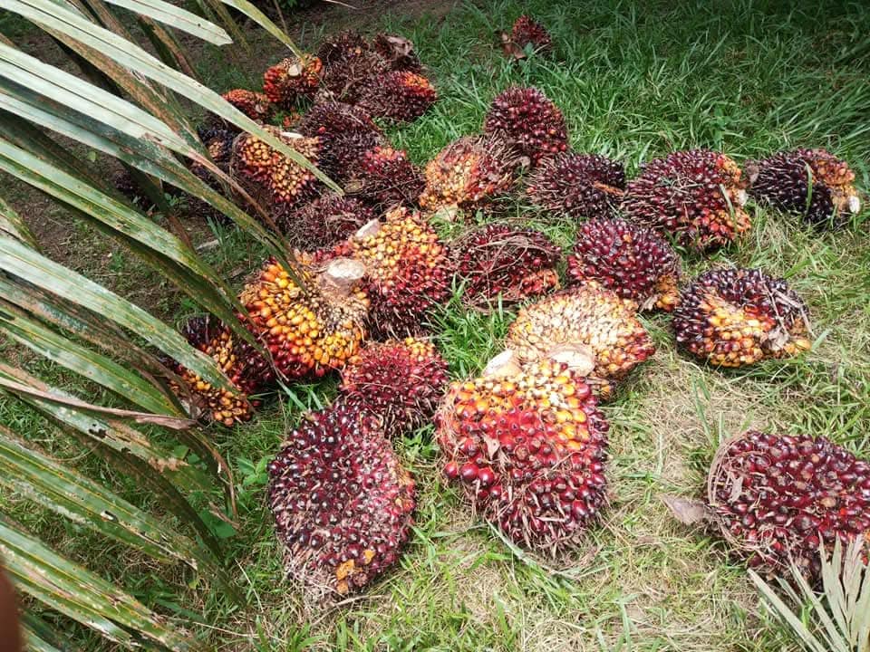 Faktor yang Mempengaruhi Hasil Panen Sawit