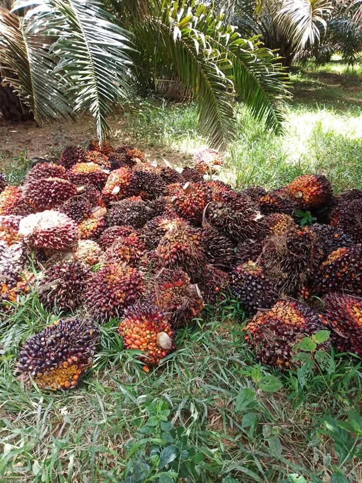 Berapa Lama Selang Waktu yang Diperlukan untuk Pemupukan Kelapa Sawit?