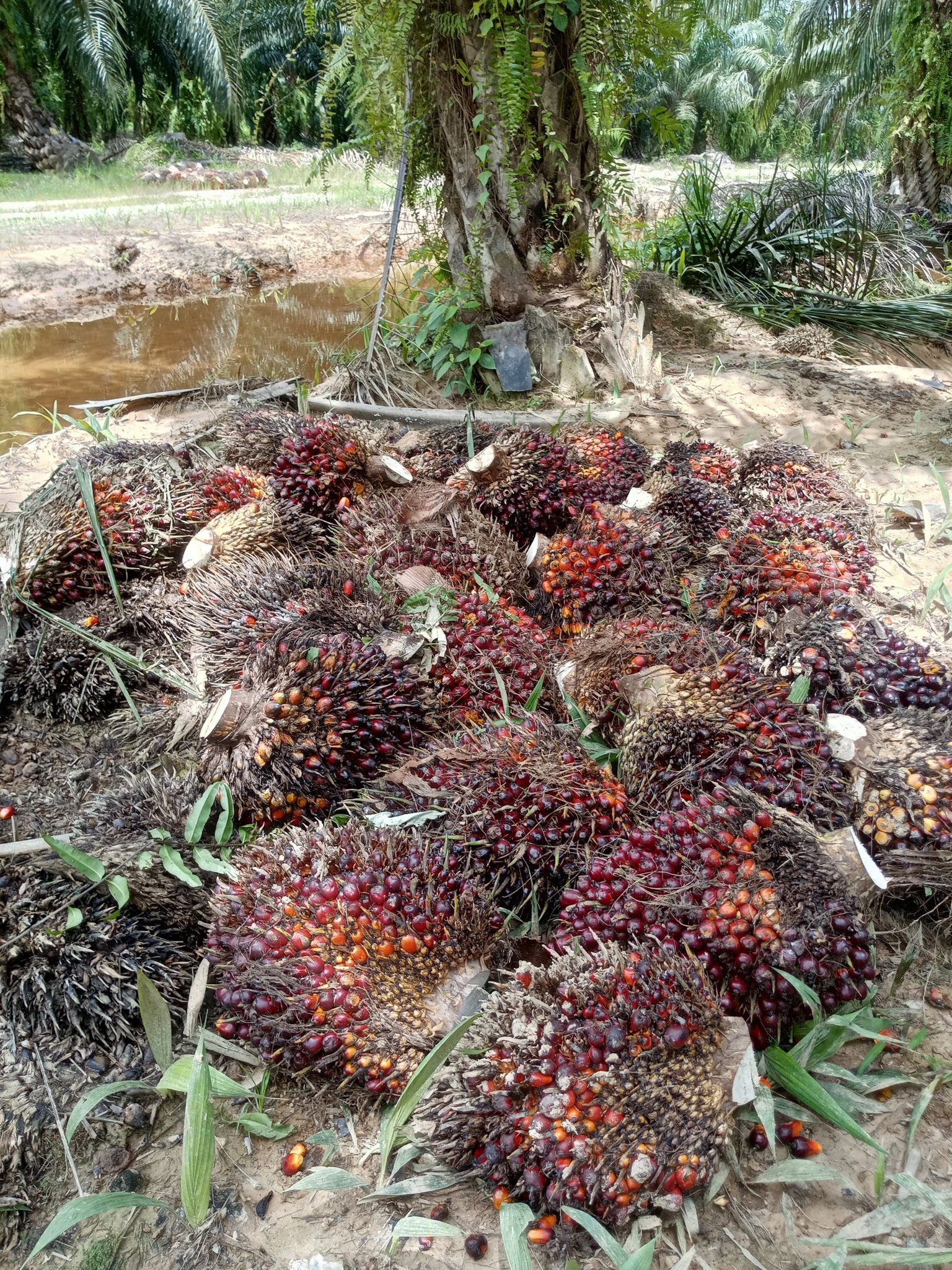 Harga TBS Sawit Sumatera Utara 30 April - 6 Mei 2025