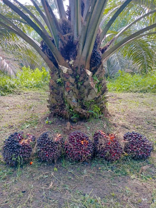 Mengetahui sejarah singkat tanaman kelapa sawit