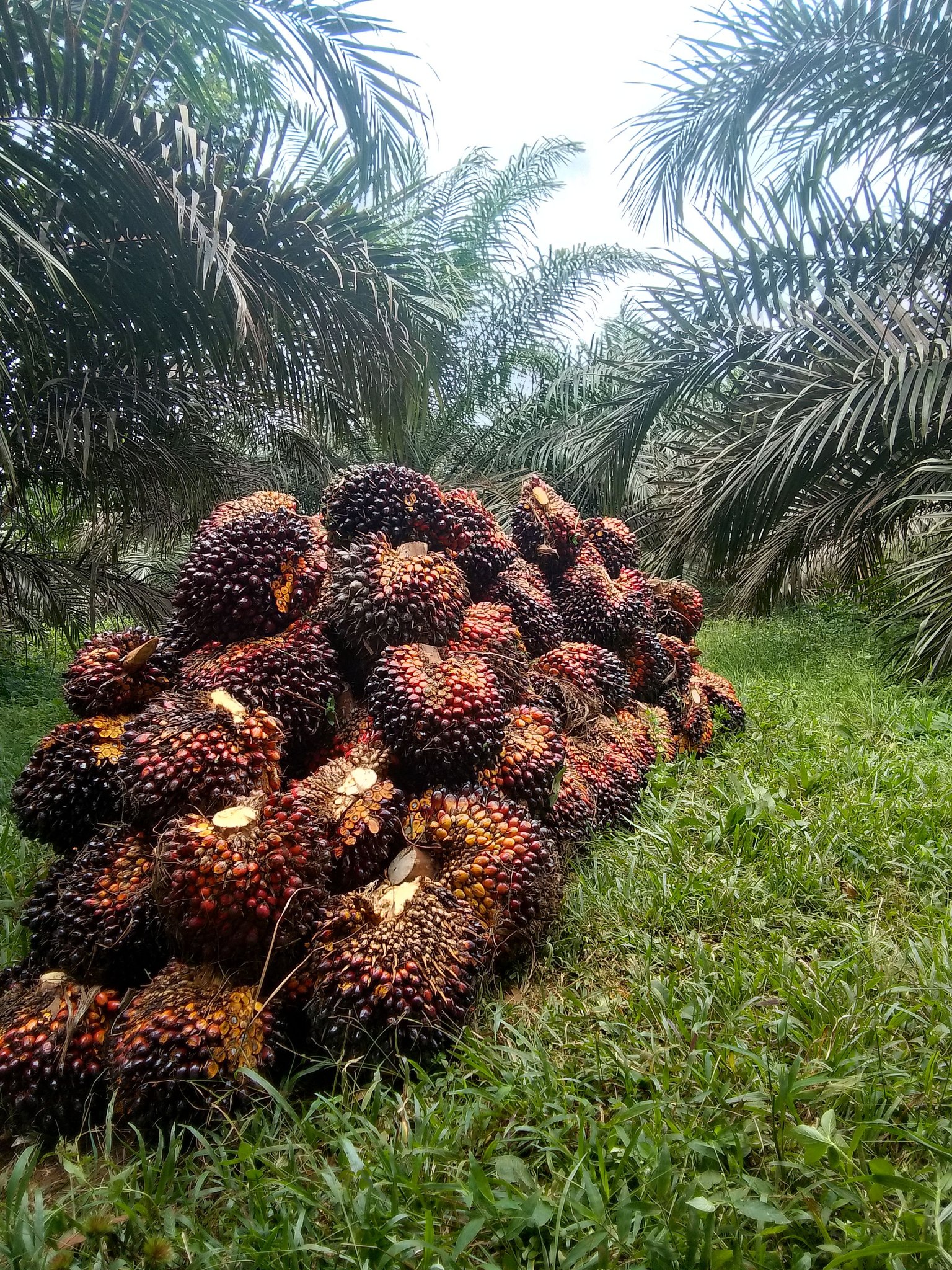 Tips Peningkatan Produktivitas Perkebunan Kelapa Sawit