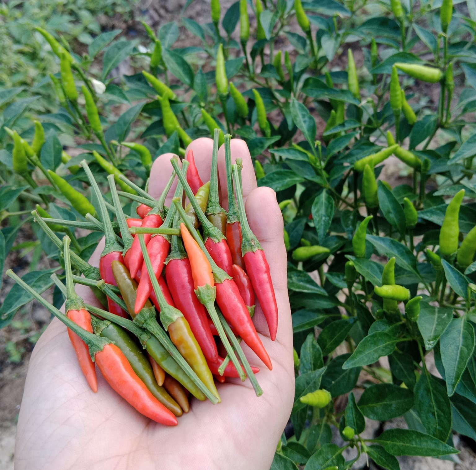 Mengupas Fakta yang Membakar Lidah - Cabai Itu Buah atau Sayur?