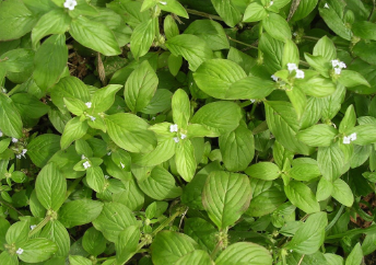 tanaman gulma sawit Borreria alata