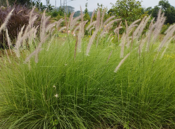 tanaman rumput alang alang