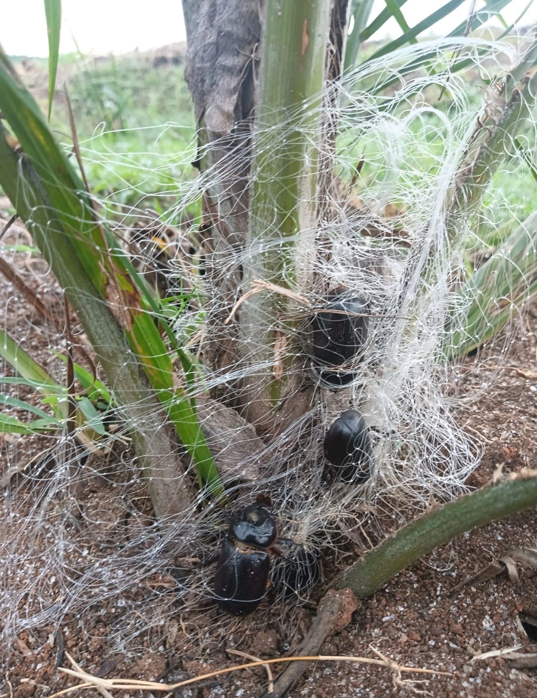 Tujuan Jaring pada Tanaman Sawit