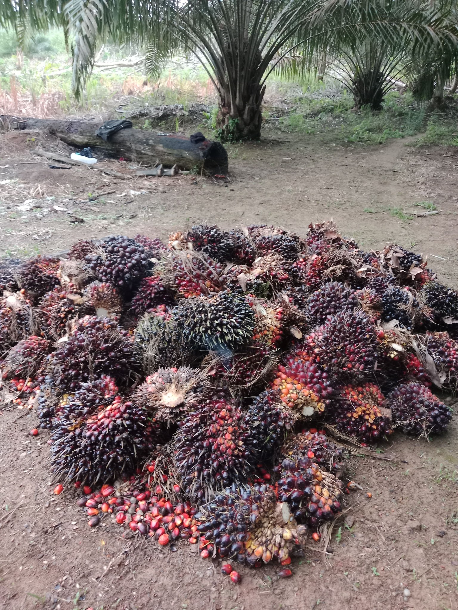 Berapa Hasil Panen Sawit per Hektar?