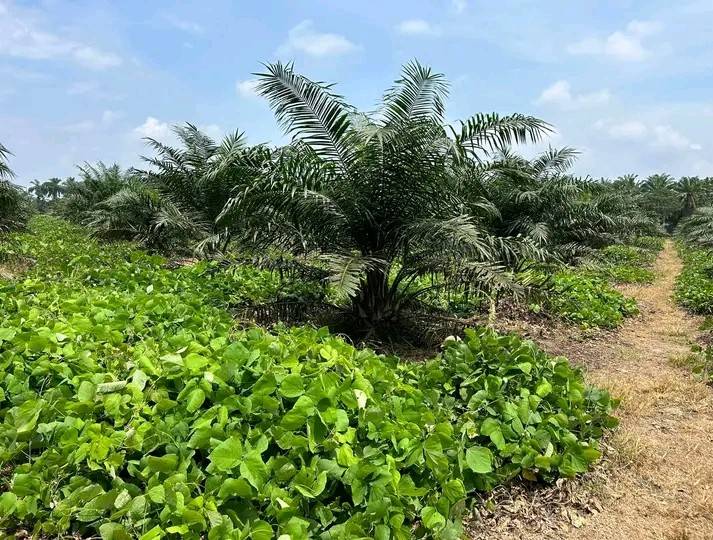 Tanaman Penutup dan Pola Tanam Tumpang Sari di Perkebunan Sawit