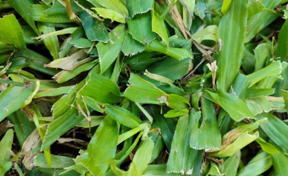 tanaman rumput gajah