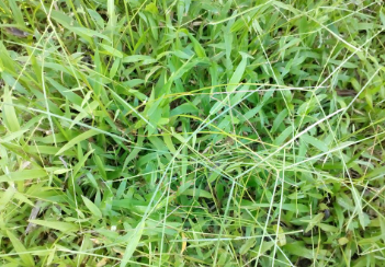 tanaman rumput kerbau