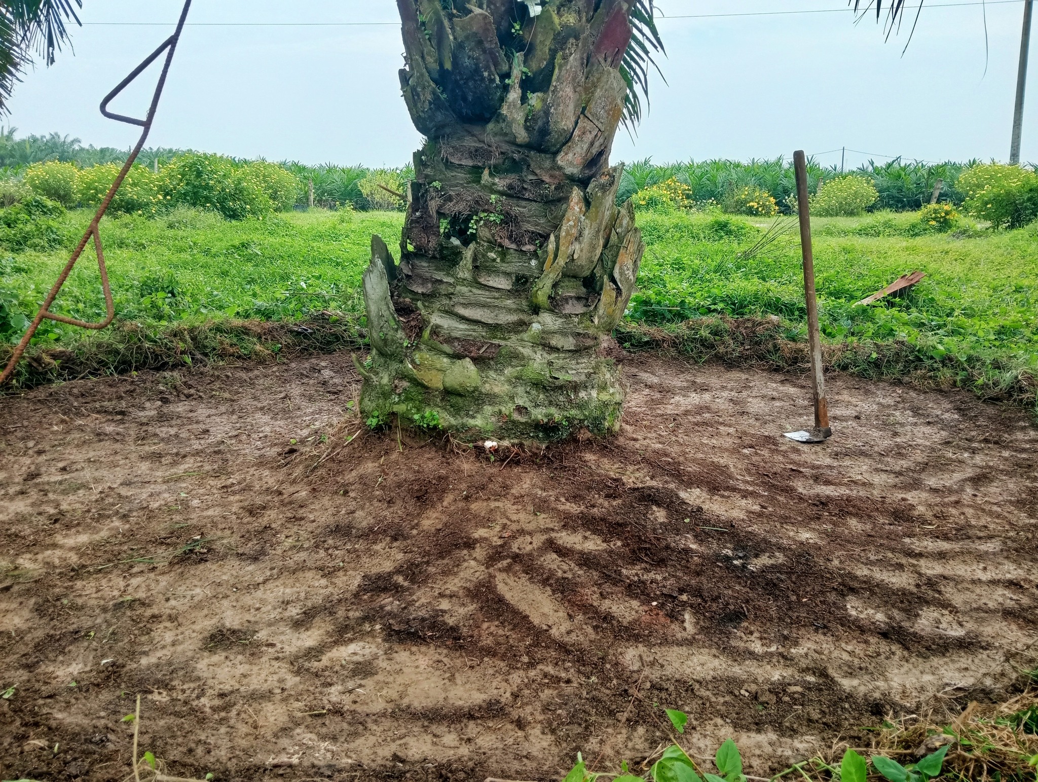 Jenis-Jenis Gulma yang Harus Diwaspadai di Kebun Sawit