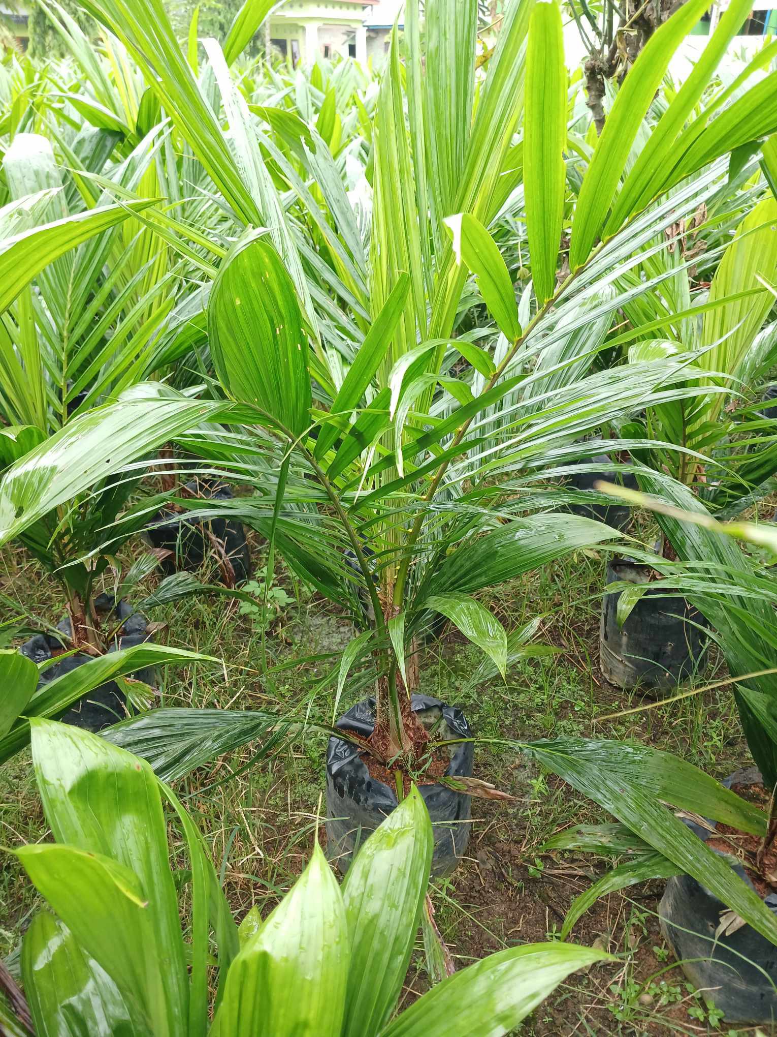 Panduan Pupuk untuk Tanaman Sawit dari Kecambah hingga Usia 3 Tahun