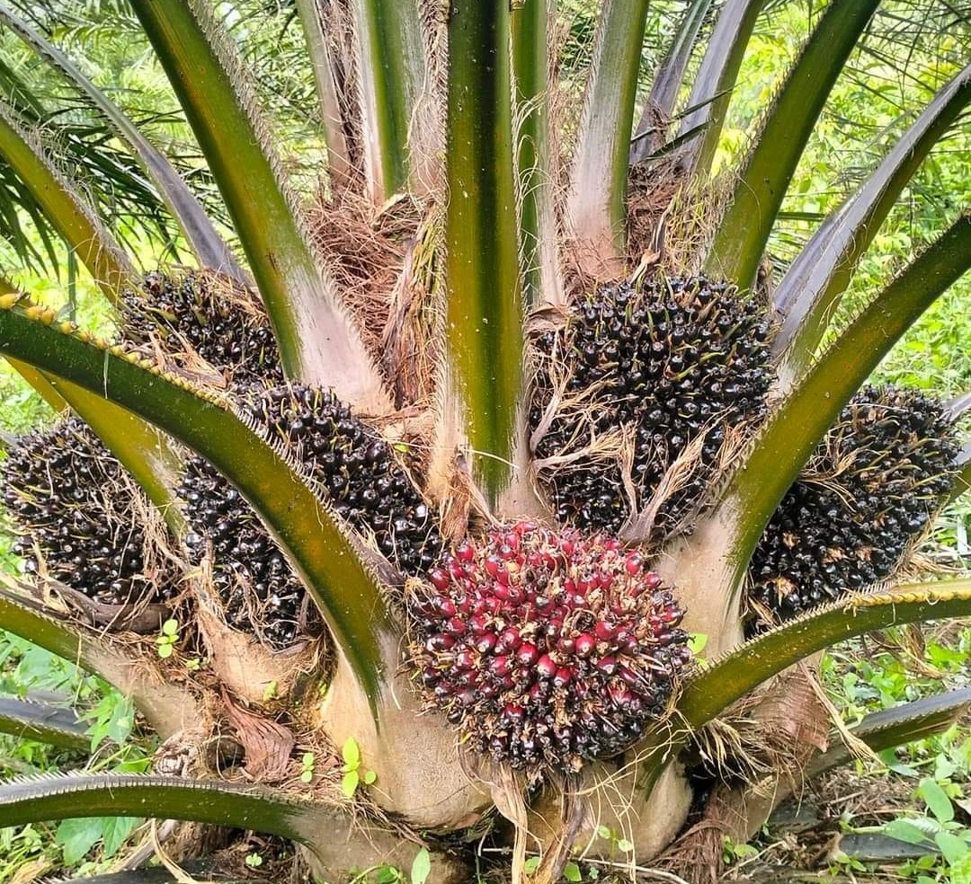 Harga TBS Sawit di Sumatera Utara Tembus Rp 3.700 per Kg, Naik Signifikan dari Pekan Lalu