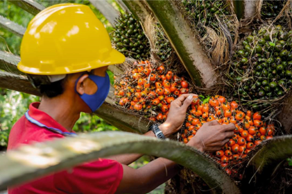 Proses dan Faktor Penentu Pertumbuhan Kelapa Sawit