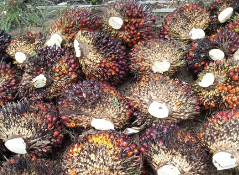 Harga TBS Sawit Sumatera Utara 23-29 April 2025