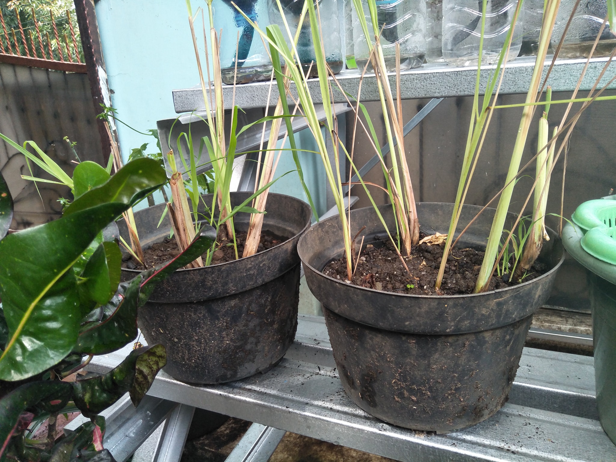 sereh dalam pot